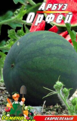 Кавун Орфей пакет 40 насінин