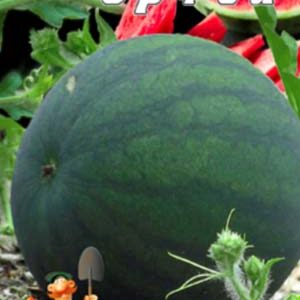 Кавун Орфей пакет 40 насінин