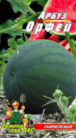 Кавун Орфей пакет 40 насінин