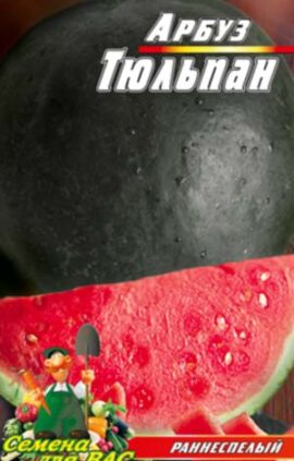 Кавун Тюльпан 30 насінин