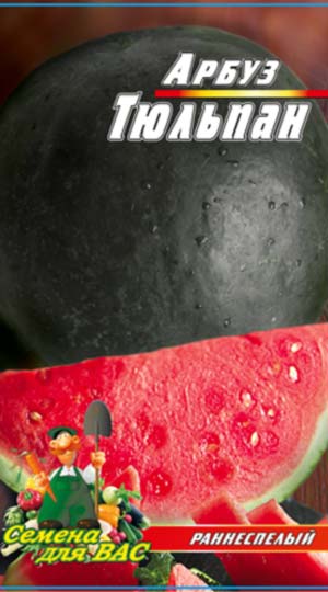 Кавун Тюльпан 30 насінин