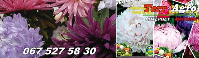 Айстра вирощування з насіння на розсаду