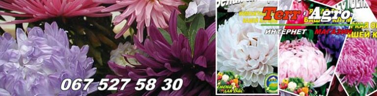 Айстра вирощування з насіння на розсаду