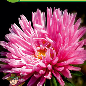 Астра Яблуневый цвет пакет 0