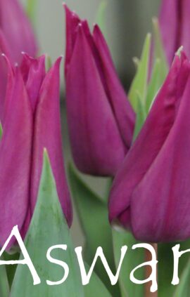 Тюльпан Асван 500 цибулин розмір 12+