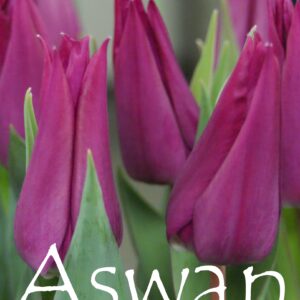 Тюльпан Асван 500 цибулин розмір 12+
