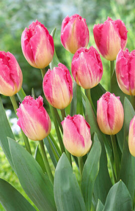 Тюльпан Ауксере 500 цибулин розмір 12+