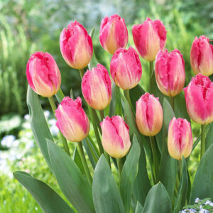 Тюльпан Ауксере 500 цибулин розмір 12+