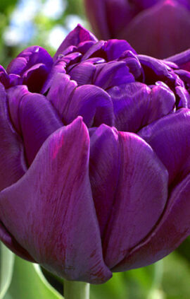 Тюльпан Пітон 500 цибулин розмір 12+