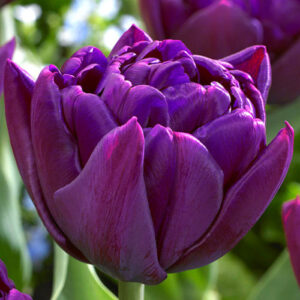 Тюльпан Пітон 500 цибулин розмір 12+