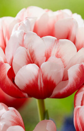 Тюльпан Воісмейл 500 цибулин розмір 12+