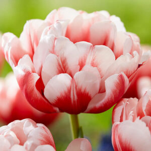 Тюльпан Воісмейл 500 цибулин розмір 12+