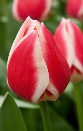 Тюльпан Кенді Еппл Делайт 25 цибулин розмір 10/11