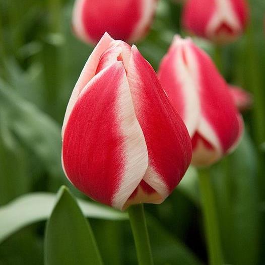 Тюльпан Кенді Еппл Делайт 25 цибулин розмір 10/11