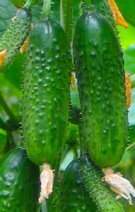 Огірок Посухостійкий пакет 30 насінин
