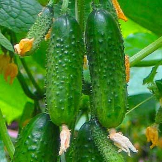 Огірок Посухостійкий пакет 30 насінин