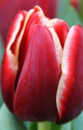 Тюльпан Армані 500 цибулин розмір 12+