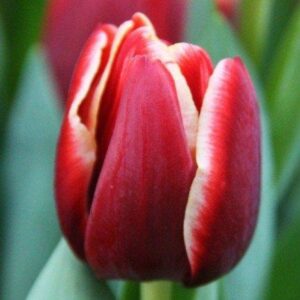 Тюльпан Армані 500 цибулин розмір 12+