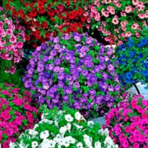 Петуния Балконная F1 пакет 0