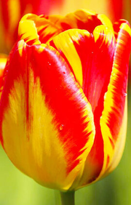 Тюльпан Банья Лука 500 цибулин розмір 12+