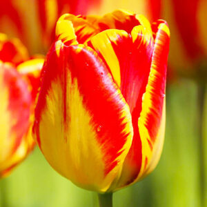 Тюльпан Банья Лука 500 цибулин розмір 12+