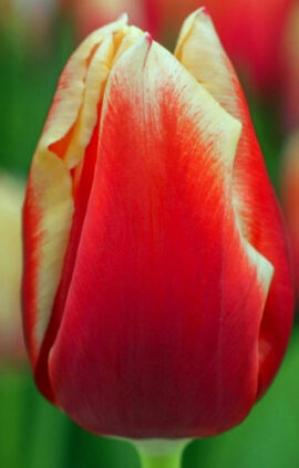 Тюльпан Ілюзіоніст 500 цибулин розмір 12+