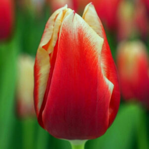 Тюльпан Ілюзіоніст 500 цибулин розмір 12+