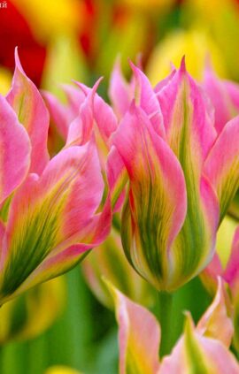 Тюльпан Віричик 30 цибулин розмір 10/11