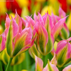 Тюльпан Віричик 30 цибулин розмір 10/11