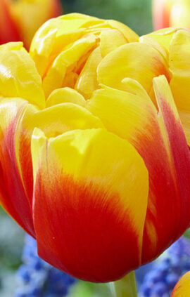 Тюльпан Шелл 500 цибулин розмір 12+