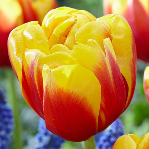 Тюльпан Шелл 500 цибулин розмір 12+