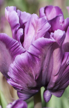 Тюльпан Блю Перрот 500 цибулин розмір 12+