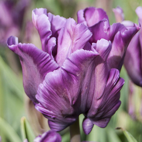 Тюльпан Блю Перрот 500 цибулин розмір 12+