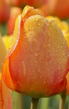 Тюльпан Блашинг Апельдорн 500 цибулин розмір 12+