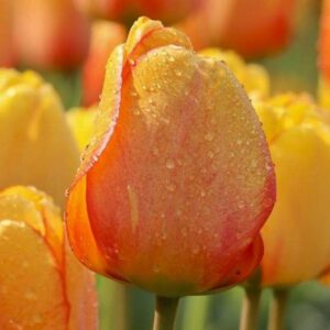 Тюльпан Блашинг Апельдорн 500 цибулин розмір 12+