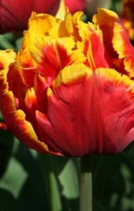 Тюльпан Брайт Перрот 500 цибулин розмір 12+