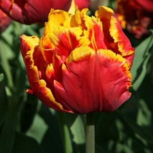 Тюльпан Брайт Перрот 500 цибулин розмір 12+
