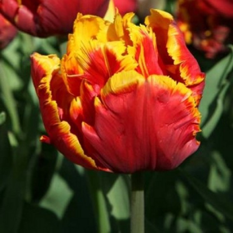 Тюльпан Брайт Перрот 500 цибулин розмір 12+