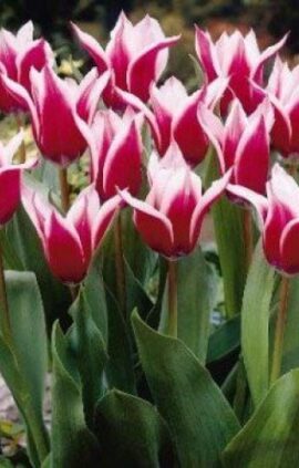 Тюльпан Акіта 30 цибулин розмір 10/11