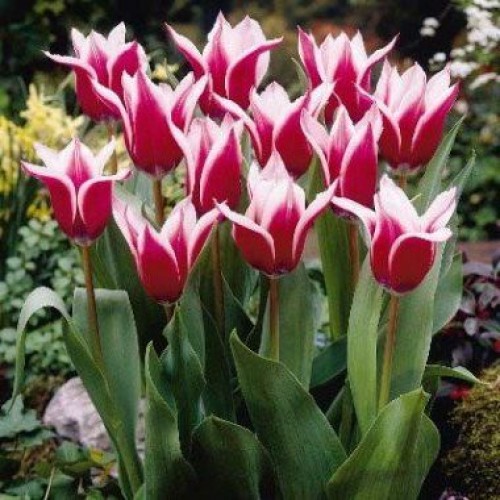 Тюльпан Акіта 30 цибулин розмір 10/11