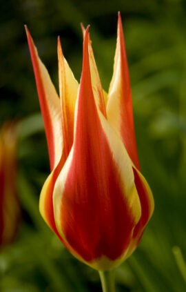 Тюльпан Аладдінс Рекорд 500 цибулин розмір 12+