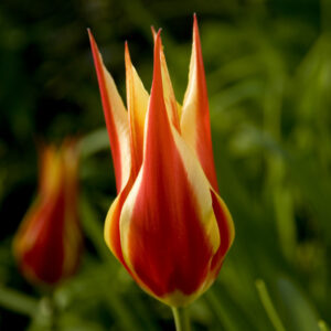 Тюльпан Аладдінс Рекорд 500 цибулин розмір 12+