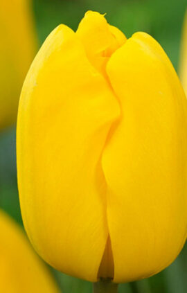 Тюльпан Ян Ван Нес 500 цибулин розмір 12+