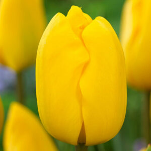 Тюльпан Ян Ван Нес 500 цибулин розмір 12+