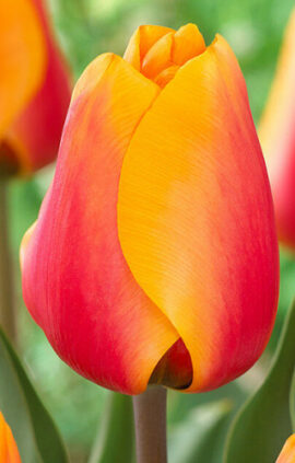 Тюльпан Кеш 500 цибулин розмір 12+