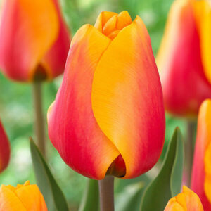 Тюльпан Кеш 500 цибулин розмір 12+