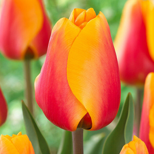 Тюльпан Кеш 500 цибулин розмір 12+