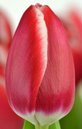 Тюльпан Юніверсум 500 цибулин розмір 12+