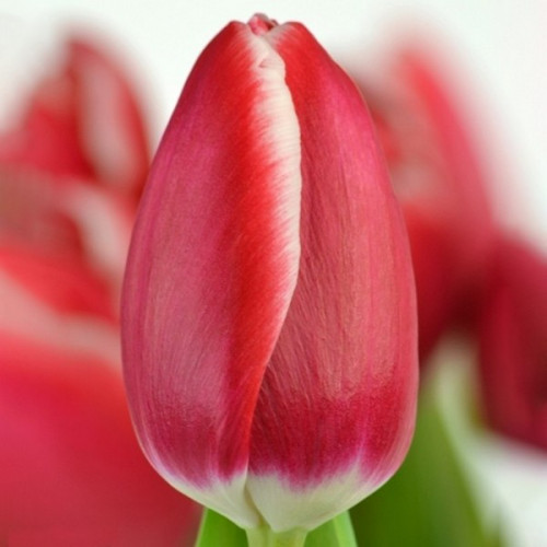 Тюльпан Юніверсум 500 цибулин розмір 12+