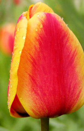 Тюльпан Апельдорн Еліт 500 цибулин розмір 12+